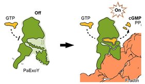 Aktivierung des Aktin-abhängigen Toxins ExoY 