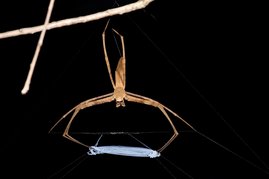 Kescherspinne mit Netz Kescherspinne mit Netz