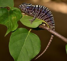 Weibchen des Voeltzkow-Chamäleons in der Prachtfärbung.  