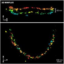 3D-MINFLUX-Aufnahme des Proteins bassoon in den Synapsen von Stäbchen-photorezeptoren