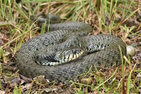 Die Italienische Barrenringelnatter (Natrix helvetica sicula) 