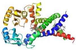 Membranprotein FoxB