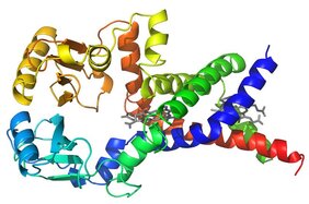 Membranprotein FoxB
