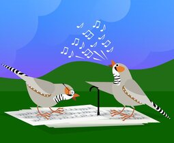 Grafische Illustration: zwei singende Zebrafinken