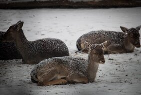 Hirsche im Schnee