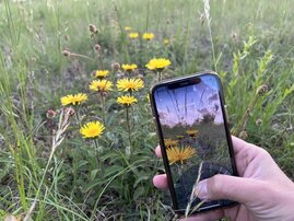 Aufsicht auf Handy-Bildschirm beim Fotografieren einer Grünlandfläche