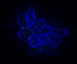 Hefezellen (blau: Zellwand), beispielhaft ist ein Protein grün markiert. Hefezellen (blau: Zellwand), beispielhaft ist ein Protein grün markiert.