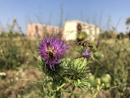 Zwei gelbbindige Furchenbienen auf einer Brachfläche in Naumburg