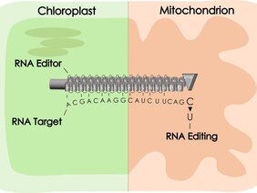 Schematische Darstellung eines PPR-Proteins (hier als RNA-Editor bezeichnet) mit seiner Zielstelle. RNA-Editoren korrigieren spezifische Fehler in den Mitochondrien und Chloroplasten. 