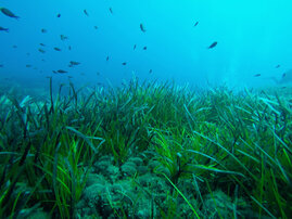 Neptungras (Posidonia oceanica) im Mittelmeer