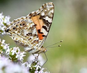 Distelfalter