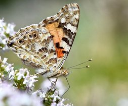 Distelfalter