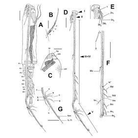 Wissenschaftliche Linienzeichnung von Thalassodoron bathyale  