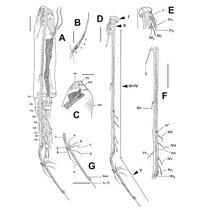Wissenschaftliche Linienzeichnung von Thalassodoron bathyale  