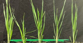 Gerstenpflanzen im Gewächshaus. Gerstenpflanzen im Gewächshaus.