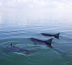 Delfine Fortpflanzung