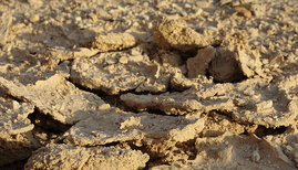 Biokrusten in der Negev-Wüste 