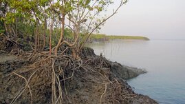 In den Mangroven der Sundarbans 