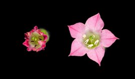 Blüten der tabakpflanze