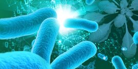 Interaktionen von Bakterien in mikrobiellen Gemeinschaften von Pflanzen