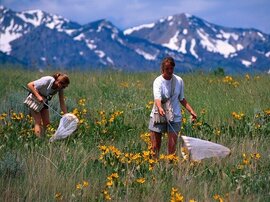 Zwir Frauen mit Schmetterlingsnetzen auf Bergwiese