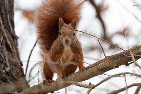 Eichhörnchen auf einem Ast