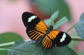 Schmetterlingsart Heliconius elevatus 