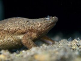 Tropischer Frosch "Xenopus tropicalis"