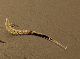 Die erste Zellteilung des Fadenwurms C. elegans wird durch ein PAR-Protein Muster reguliert. Foto: Foto: imago images / Ardea / David Spears 