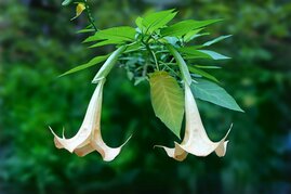 Zwei Blüten der Engelstrompete an einem Ast