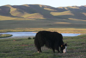 Yak auf tibetischer Hochebene mit Bergen im Hintergrund