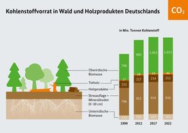 Grafik: Veränderungen des Kohlenstoffvorrates in Wald und Holzprodukten.
