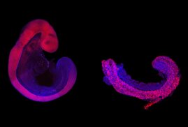 Vergleich eines neun Tage alten, in der Gebärmutter gewachsenen Mausembryos (links) und einer rumpfähnlichen Struktur (rechts). Das Neuralrohr, das schließlich das Rückenmark bildet, ist pink gefärbt. Alle anderen Gewebe sind blau gefärbt. 