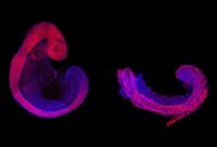 Embryonalentwicklung in der Petrischale – 3D-Zellkulturtechnik kann Mausembryonen ersetzen