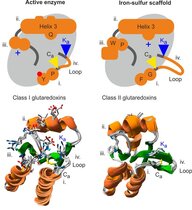 Vergleich der vier funktionsbestimmenden strukturellen Unterschiede zwischen enzymatisch aktiven und inaktiven Glutaredoxinen  