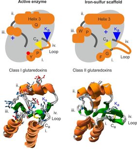Vergleich der vier funktionsbestimmenden strukturellen Unterschiede zwischen enzymatisch aktiven und inaktiven Glutaredoxinen  
