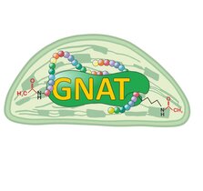 Forscher entdeckten in den Chloroplasten von Pflanzenzellen (Mitte) eine neue Familie bestimmter Acetyltransferasen (GNAT). 