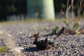 Tote Fledermaus: Schlagopfer an der Windkraftanlage