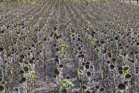 Vertrocknetes Sonnenblumenfeld  