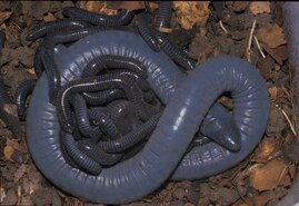 Ein hellgraues Weibchen des brasilianischen Schleichenlurchs Siphonops annulatus mit etwa 20 dunkelgrauen Jungen im Nest.