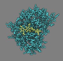 Modell des Enzyms Chitosan-Deacetylase (türkis) mit seinem Substrat Chitosan (hellgrün), das im aktiven Zentrum des Enzyms gebunden ist. 