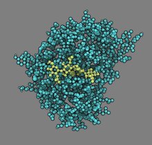 Modell des Enzyms Chitosan-Deacetylase (türkis) mit seinem Substrat Chitosan (hellgrün), das im aktiven Zentrum des Enzyms gebunden ist.