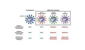Die nach einer durchgemachten Infektion oder einer Impfung im Körper vorhandenen Antikörper schützen weniger gut gegen eine Infektion mit SARS-CoV-2-Varianten B.1.351 