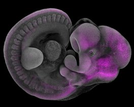 3D-Konfokalmikroskopie zeigt die Expression von Mn1 (magenta) in einem Maus-Embryo