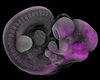 3D-Konfokalmikroskopie zeigt die Expression von Mn1 (magenta) in einem Maus-Embryo
