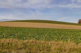 Landwirtschaftliche Felder