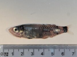 Die neu entdeckte Fischart Microichthys grandis, ‚großer kleiner Fisch‘