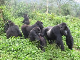 Östliche Flachlandgorillas