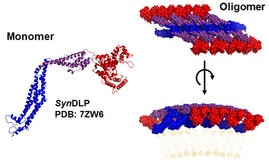 SynDLP, das Dynamin-ähnliche Protein aus dem Cyanobakterium Synechocystis