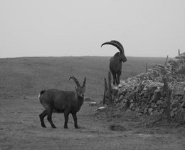 Capra ibex wurde im 19. Jahrhundert fast ausgerottet. Capra ibex wurde im 19. Jahrhundert fast ausgerottet. Heute leben über 40.000 Tiere in den Alpen.